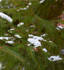 snow covered pine tree