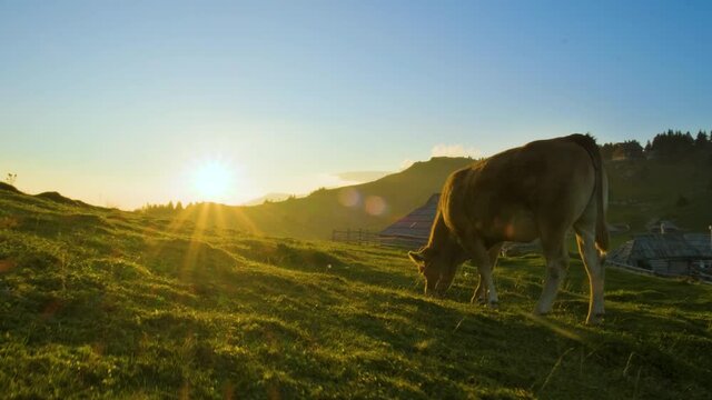 Push in Shot of Brown Cattle Grazing with Warm coloured Green Meadow, Hills and Mountain Village, huts in Background. Sunrise Flares With beautiful blue sky. Velika Planina, Slovenia.