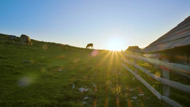 Push in Shot of Cow Herd Grazing  at Sunset with Mountain Hut's fence in the Foreground. Velika Planina, Slovenia.