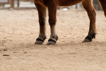 馬の足