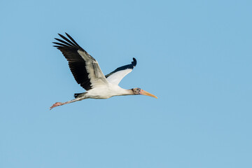 Wood Stork, Mycteria americana