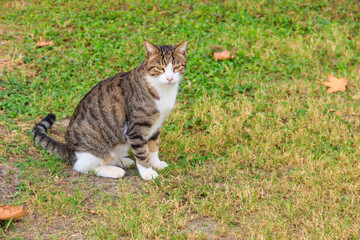 Naklejka na ściany i meble Beautiful tabby cat on a green lawn