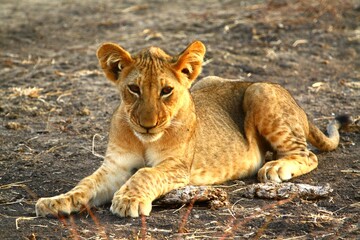 Lion cub resting, taken in Selous Game Reserve, Tanzania.