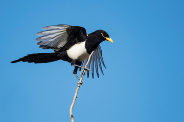 Yellow-billed Magpie, Pica nutalli