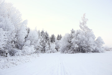 Fototapeta na wymiar winter forest landscape covered with snow, december christmas nature white background