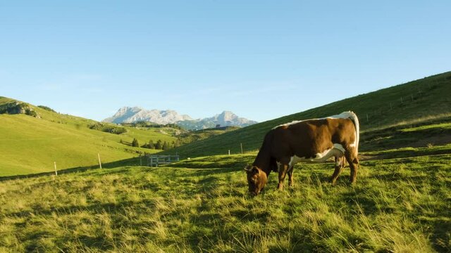 Slight Parallax Shot of Brown Cattle or Cow Grazing. Scenic Rural Atmospehere With Mountain Village, Huts and Alps in the Background.