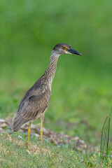 Yellow-crowned Night Heron, Nyctanassa violacea)