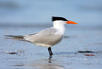 American Royal Tern, Thalasseus maximus maximus