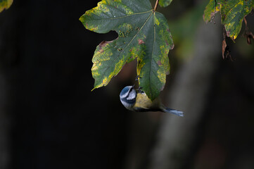 blaumeise am ahornblatt