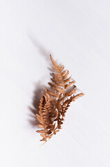Simple autumn botany background with dried brown fern leaf in sun light with bizarre shadow on white wood board, top view, vertical.