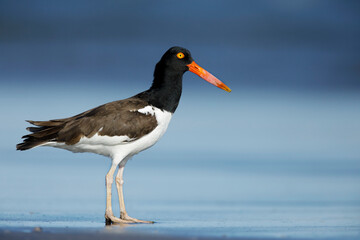 American Oystercatcher, Haematopus palliatus