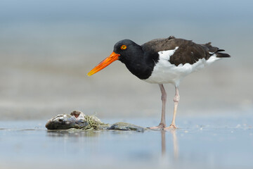 American Oystercatcher, Haematopus palliatus