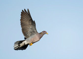 Northern Band-tailed Pigeon, Patagioenas fasciata