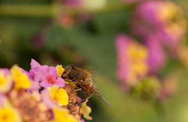 The Flower Fly  Of Flowers Of Lantana Camara