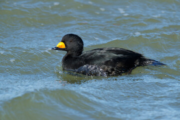 Black Scoter, Melanitta americana