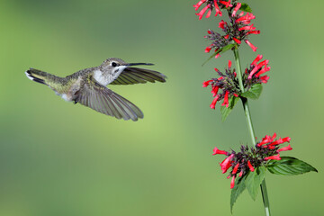 Black-chinned Hummingbird, Archilochus alexandri