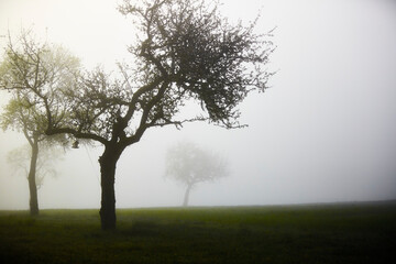 tree in fog