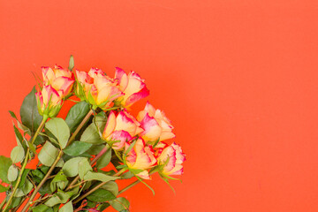 Rose flowers on a colored background