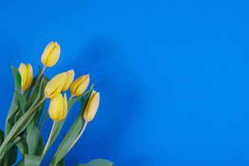 Tulips flowers on a background