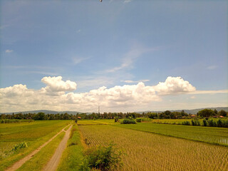 view of rice fields with blue sky after harvest