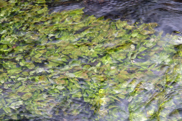 Wasserpflanzen im Fluss