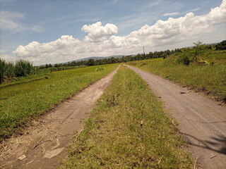Fototapeta na wymiar view of rice fields with blue sky after harvest