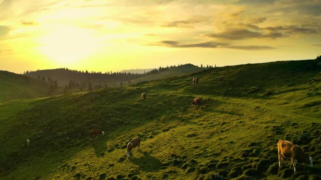 Flying Over Cow's Herd Grazing on Beautiful Warm Green Pasture on Top of the Mountain at Sunrise, Revealing Hiking Road, Mountain Lakes and Coniferous Forest. Velika Planina, Slovenia.