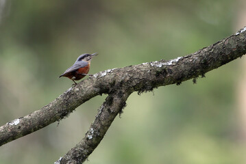 Kashmir Nuthatch, Sitta cashmirensis