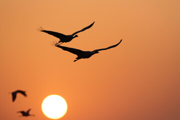Demoiselle Crane, Grus virgo