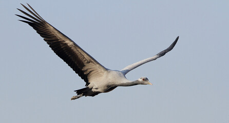 Demoiselle Crane, Grus virgo