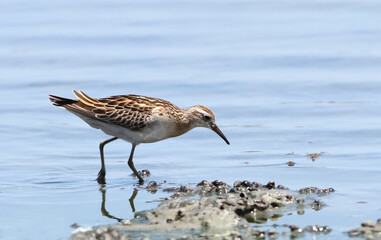 Sharp-tailed Sandpiper, Calidris acuminata