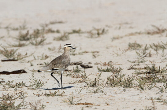 Sociable Lapwing, Vanellus Gregarius