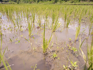 view of rice fields with blue sky after harvest