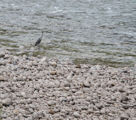 White-bellied Heron, Ardea insignis