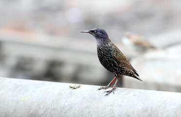Himalayan Common Starling, Sturnus vulgaris humii