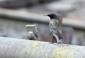 Himalayan Common Starling, Sturnus vulgaris humii