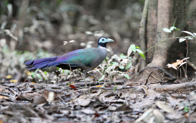 Bornean ground cuckoo (Carpococcyx radiceus)