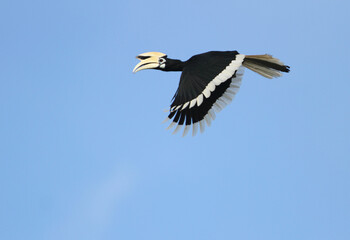 Oriental Pied Hornbill, Anthracoceros albirostris