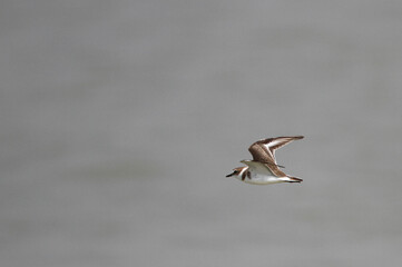 Kentish Plover, Charadrius alexandrinus