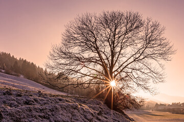Allgäu - Baum - Winter - Sonnenuntergang - Schnee