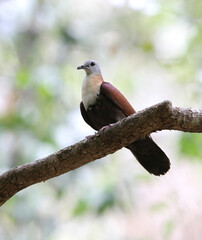 Wetar Ground Dove, Pampusana hoedtii