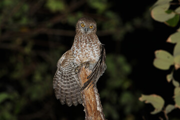 Southern Boobook, Ninox boobook ssp. rotiensis