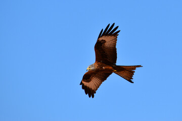 Eagle in Flight