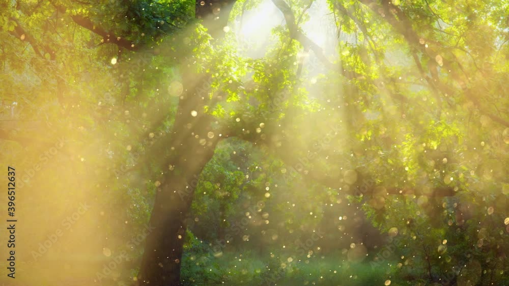 Poster fairytale forest early tour. gold dust floats in the air and is illuminated by the rays of the dawn 