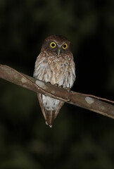 Togian Boobook, Ninox burhani
