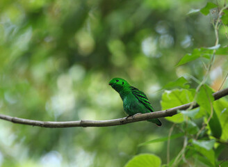 Green Broadbill, Calyptomena viridis