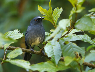 White-bellied Blue Robin, Sholicola albiventris