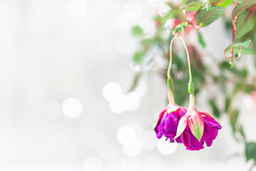 Beautiful flowering fuchsia plant. Pink and purple flowers on a bright background. Floral background.