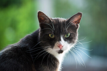 Black and White Cat