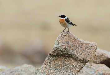 Naklejka premium White-throated Bushchat, Saxicola insignis